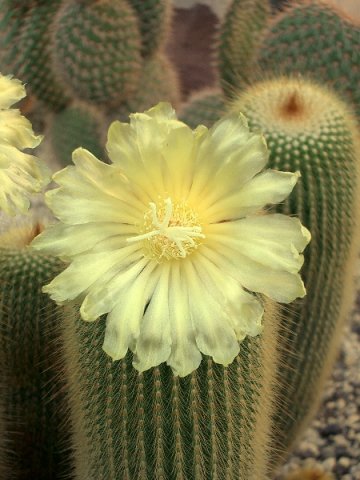 Notocactus_leninghausii_3